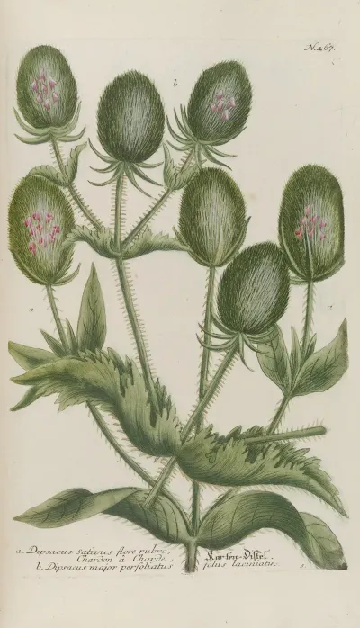 Phytanthoza Iconographia Pl 190