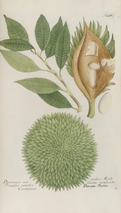 Phytanthoza Iconographia Pl 191