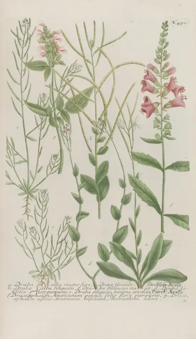 Phytanthoza Iconographia Pl 193