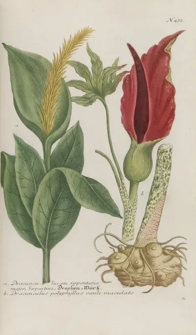 Phytanthoza Iconographia Pl 195