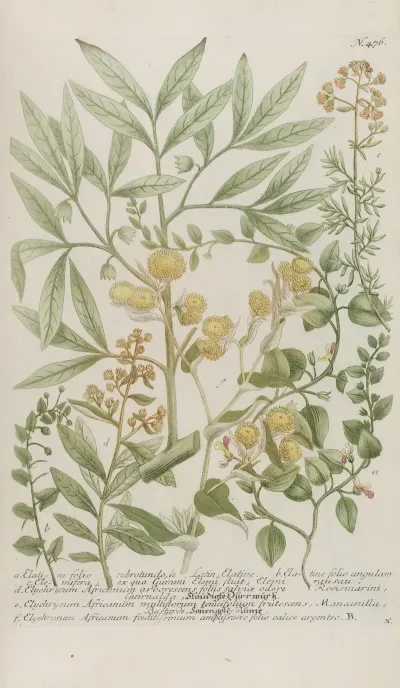 Phytanthoza Iconographia Pl 199