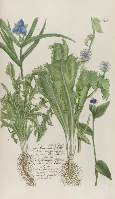 Phytanthoza Iconographia Pl 200