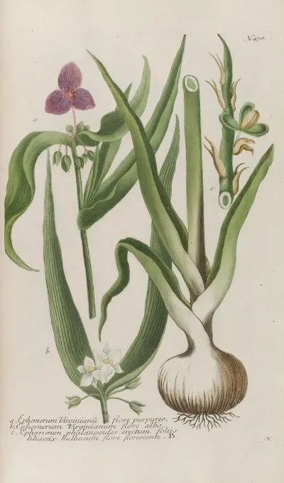 Phytanthoza Iconographia Pl 201