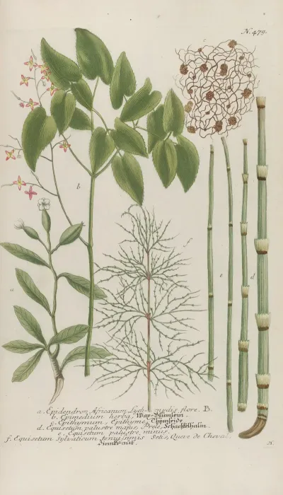 Phytanthoza Iconographia Pl 202