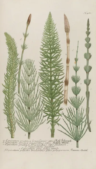Phytanthoza Iconographia Pl 203