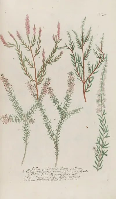Phytanthoza Iconographia Pl 204