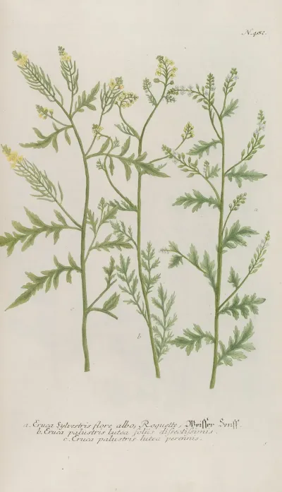 Phytanthoza Iconographia Pl 205