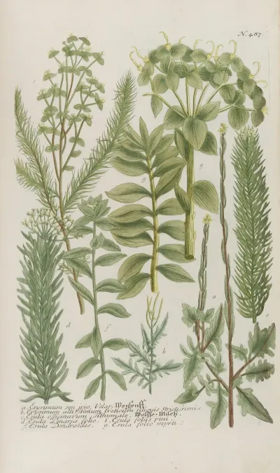 Phytanthoza Iconographia Pl 210