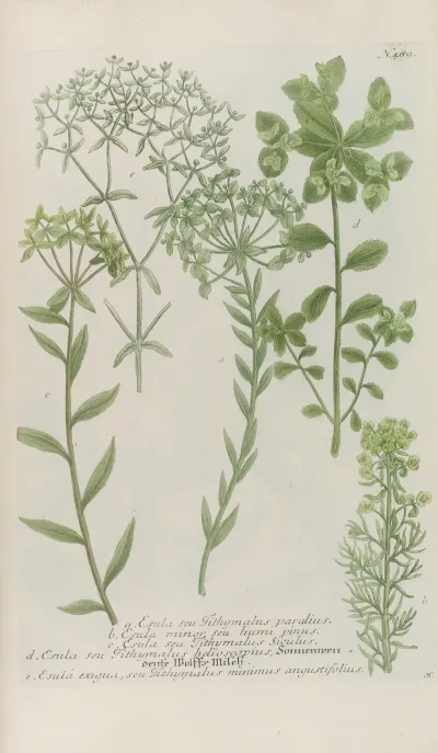 Phytanthoza Iconographia Pl 212