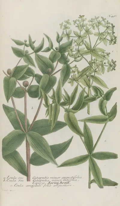Phytanthoza Iconographia Pl 213