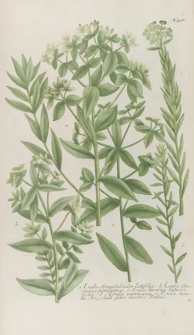 Phytanthoza Iconographia Pl 214