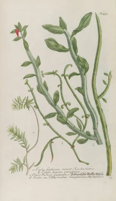 Phytanthoza Iconographia Pl 216