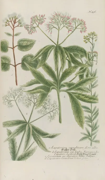 Phytanthoza Iconographia Pl 219