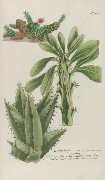 Phytanthoza Iconographia Pl 220
