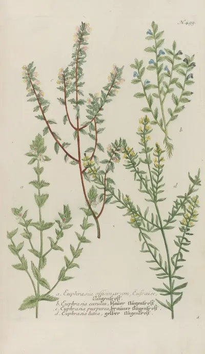 Phytanthoza Iconographia Pl 222