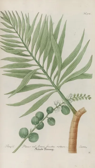 Phytanthoza Iconographia Pl 225