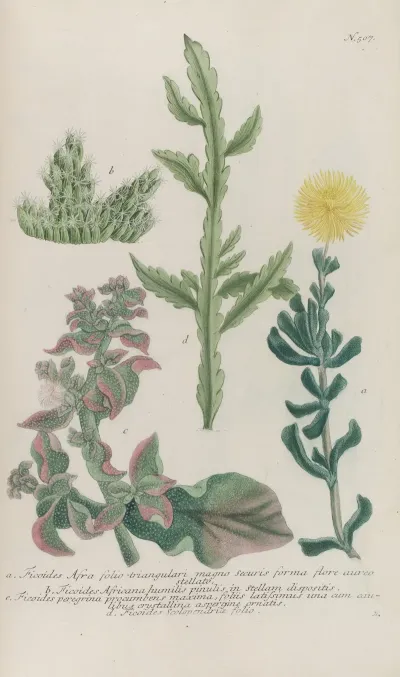 Phytanthoza Iconographia Pl 230