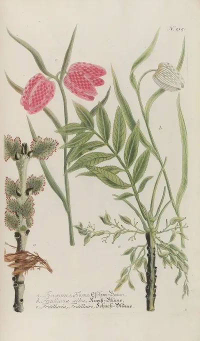 Phytanthoza Iconographia Pl 238