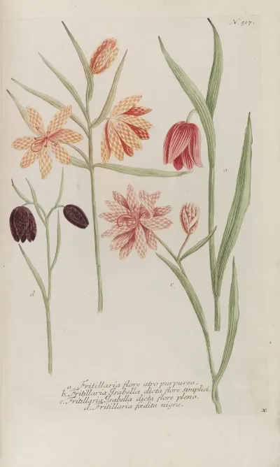 Phytanthoza Iconographia Pl 240