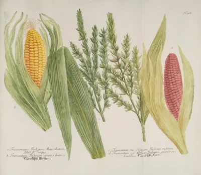 Phytanthoza Iconographia Pl 241