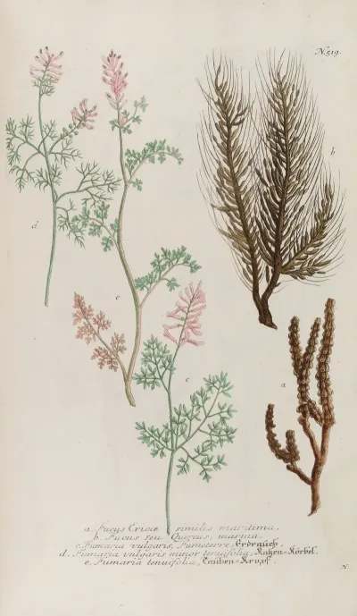 Phytanthoza Iconographia Pl 242