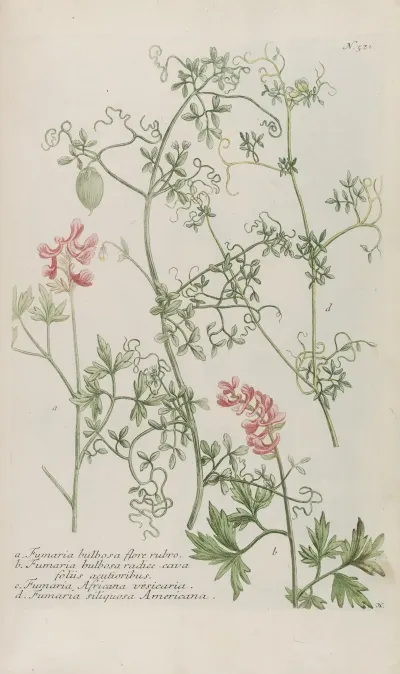 Phytanthoza Iconographia Pl 244