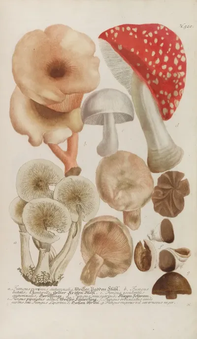 Phytanthoza Iconographia Pl 245