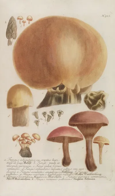 Phytanthoza Iconographia Pl 246