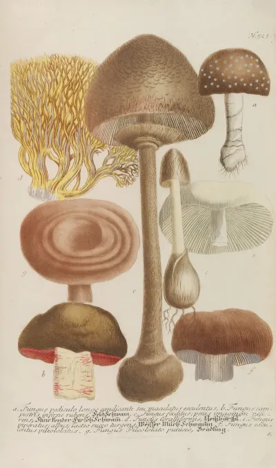 Phytanthoza Iconographia Pl 248