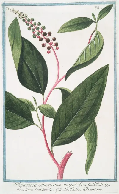 Phytolacca Americana Majori Fructu Uva Dellindie Le Raisin Damerique American Pokeweed Poke Salat Pigeonberry