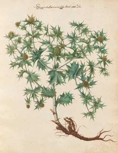 Piante Varie Pl 01