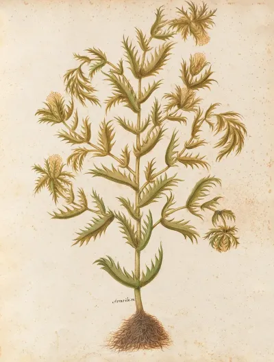 Piante Varie Pl 03