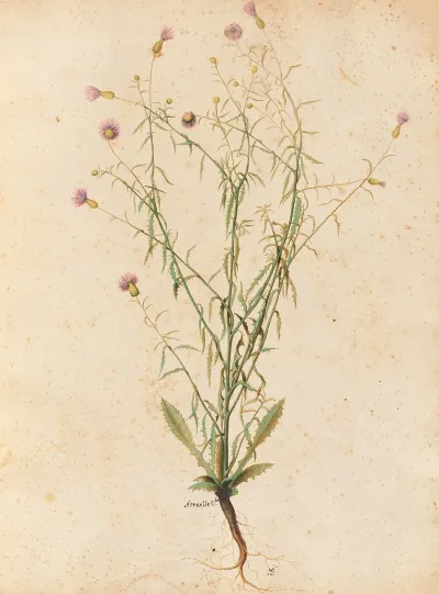 Piante Varie Pl 04