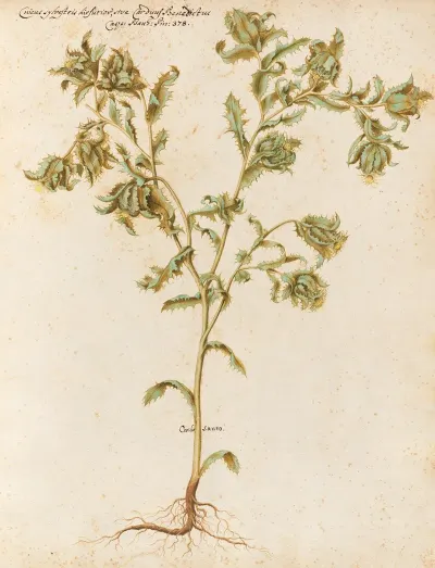 Piante Varie Pl 05