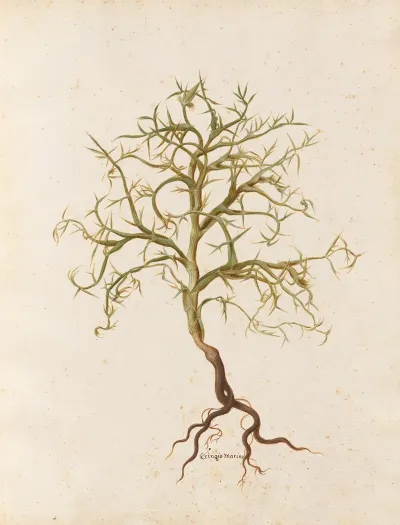 Piante Varie Pl 07