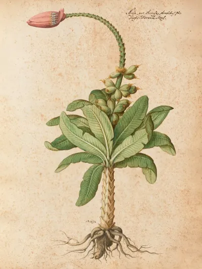 Piante Varie Pl 08