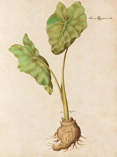 Piante Varie Pl 10