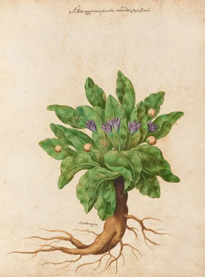 Piante Varie Pl 11
