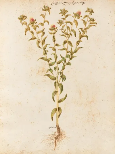 Piante Varie Pl 12