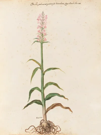 Piante Varie Pl 15