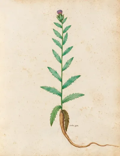 Piante Varie Pl 20