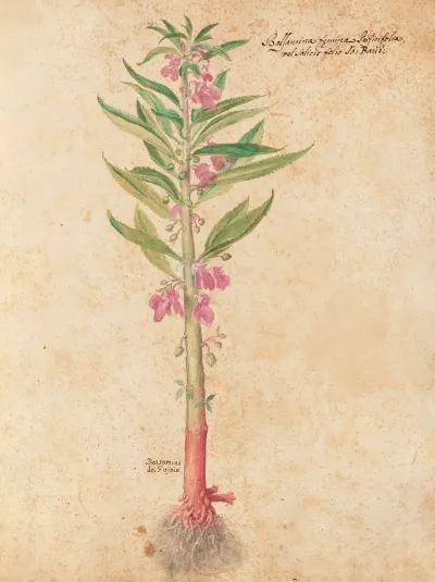 Piante Varie Pl 22