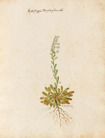 Piante Varie Pl 23