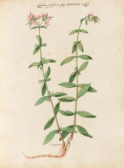 Piante Varie Pl 24