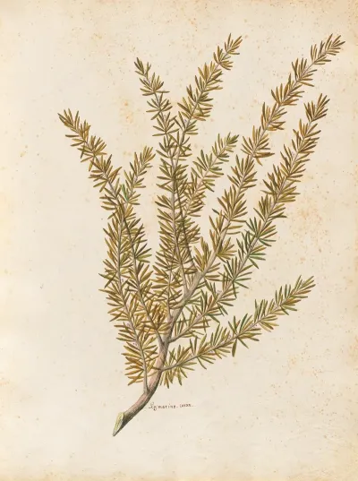 Piante Varie Pl 25