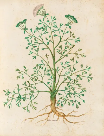 Piante Varie Pl 26