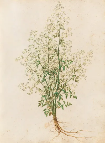Piante Varie Pl 28