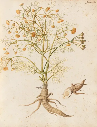 Piante Varie Pl 29