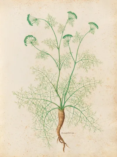 Piante Varie Pl 33