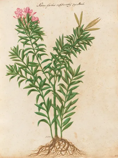 Piante Varie Pl 34